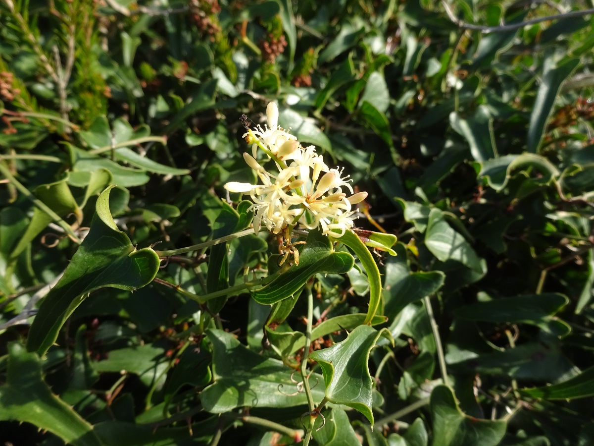 Smilax aspera (Smilacaceae)